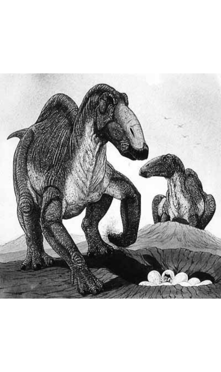 Aralosaurus