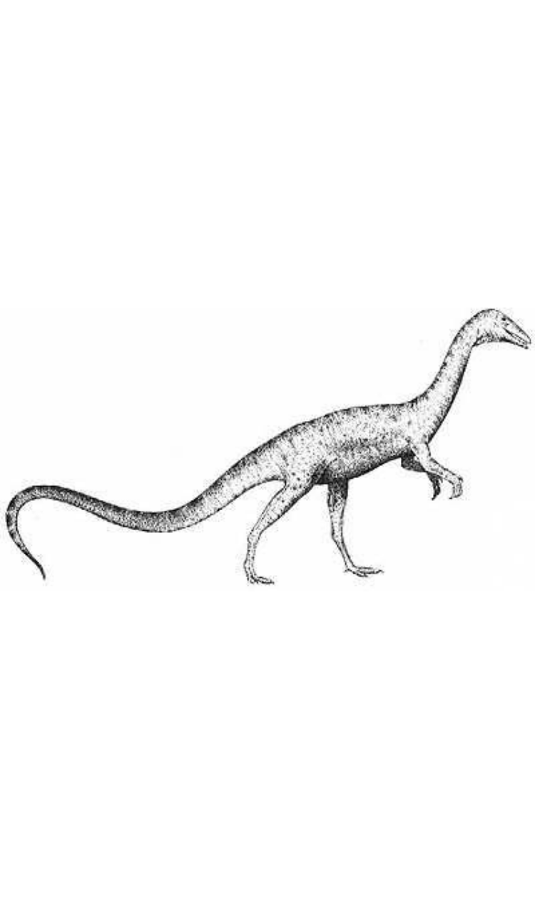 Coelophysis
