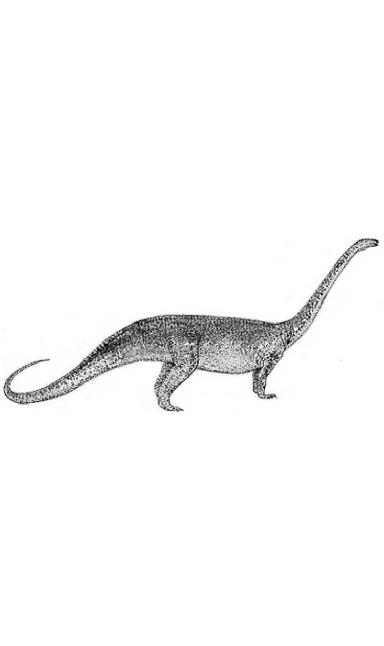 Massospondylus