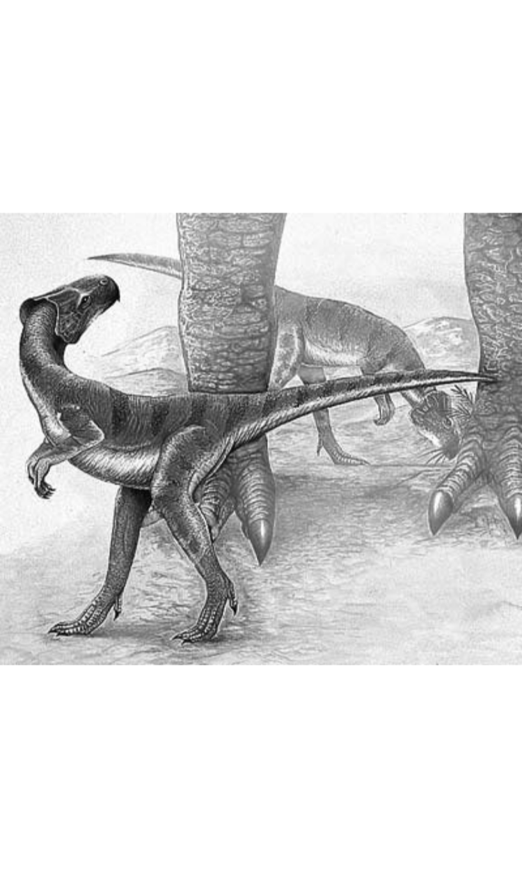 Microceratus