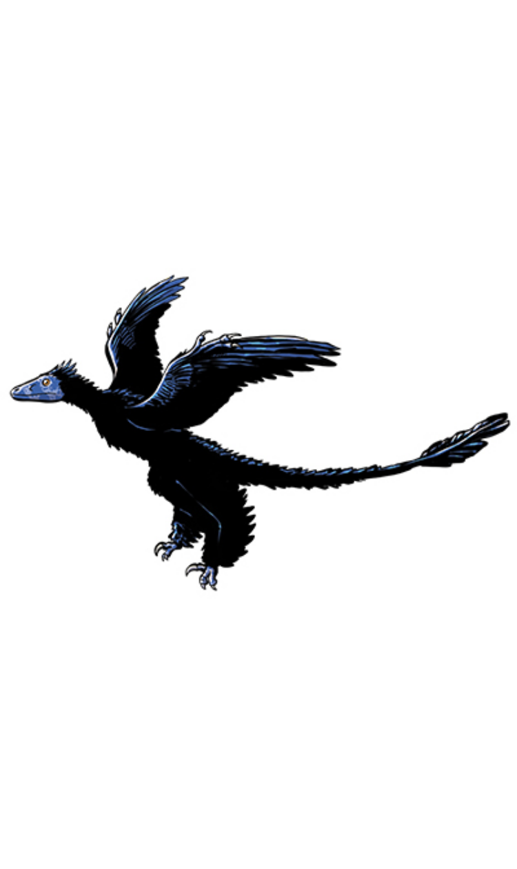 Microraptor
