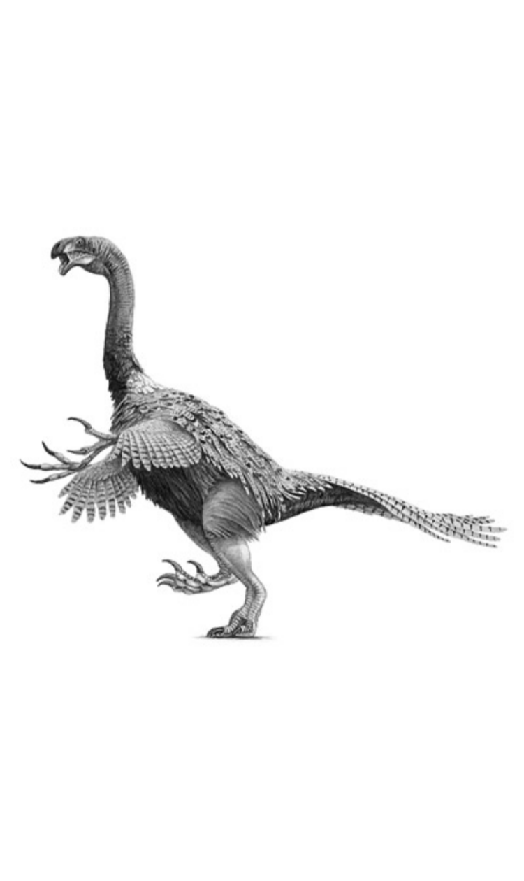 Nothronychus