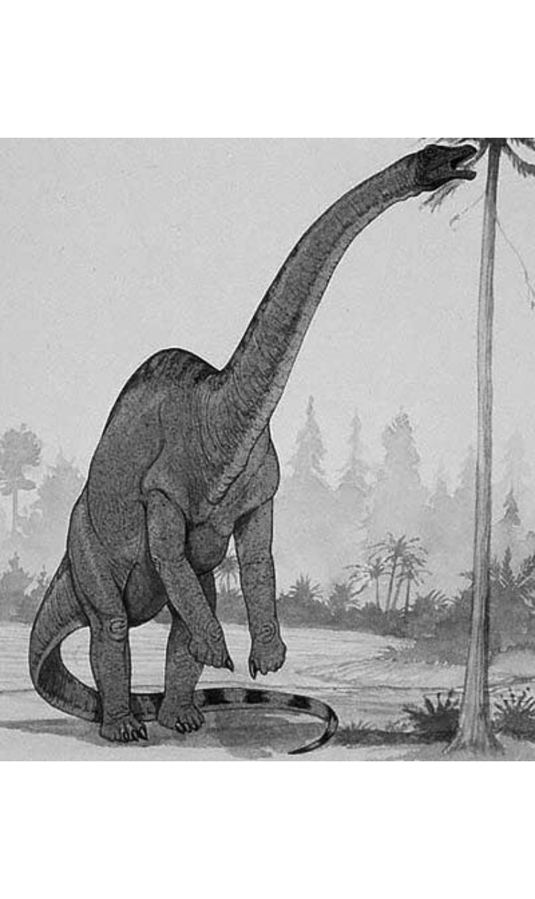 Rhoetosaurus